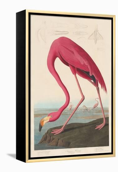 American Flamingo, 1838-John James Audubon-Framed Premier Image Canvas