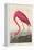 American Flamingo, 1838-John James Audubon-Framed Premier Image Canvas