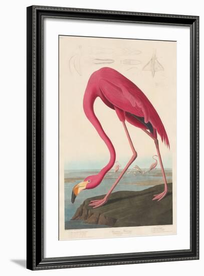 American Flamingo, 1838-John James Audubon-Framed Giclee Print