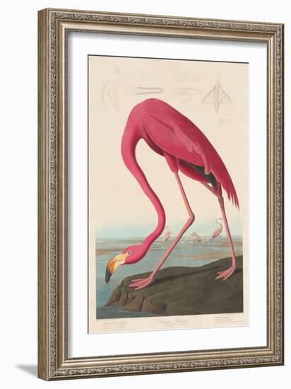 American Flamingo, 1838-John James Audubon-Framed Premium Giclee Print