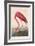 American Flamingo, 1838-John James Audubon-Framed Premium Giclee Print