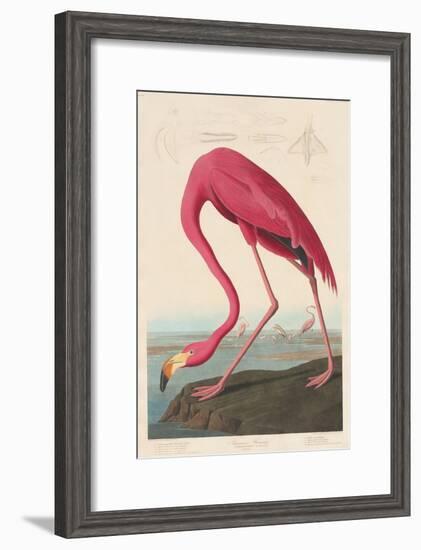 American Flamingo, 1838-John James Audubon-Framed Premium Giclee Print