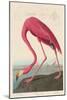 American Flamingo, 1838-John James Audubon-Mounted Premium Giclee Print