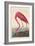 American Flamingo, 1838-John James Audubon-Framed Giclee Print