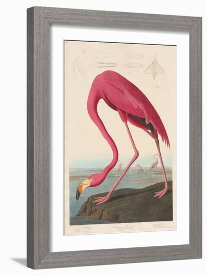 American Flamingo, 1838-John James Audubon-Framed Giclee Print