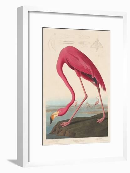 American Flamingo, 1838-John James Audubon-Framed Giclee Print
