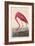 American Flamingo, 1838-John James Audubon-Framed Giclee Print