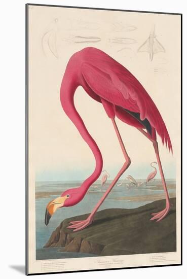 American Flamingo, 1838-John James Audubon-Mounted Giclee Print