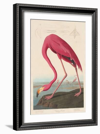 American Flamingo, 1838-John James Audubon-Framed Giclee Print