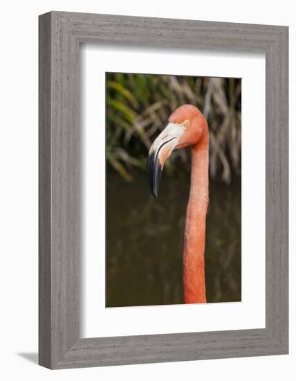 American Flamingo Bird, Gatorland Orlando, Florida, USA-Michael DeFreitas-Framed Photographic Print