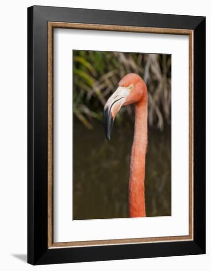 American Flamingo Bird, Gatorland Orlando, Florida, USA-Michael DeFreitas-Framed Photographic Print