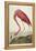 American Flamingo, from 'The Birds of America'-John James Audubon-Framed Premier Image Canvas