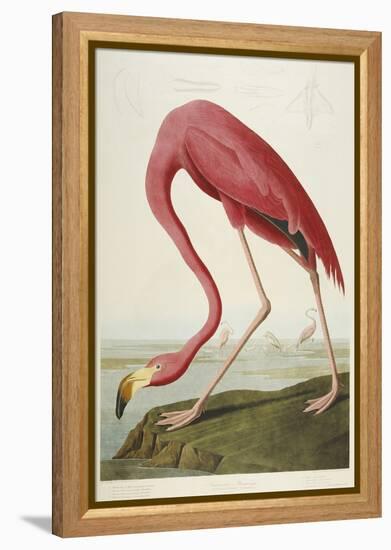 American Flamingo, from 'The Birds of America'-John James Audubon-Framed Premier Image Canvas