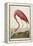 American Flamingo, from 'The Birds of America'-John James Audubon-Framed Premier Image Canvas