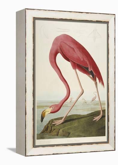 American Flamingo, from 'The Birds of America'-John James Audubon-Framed Premier Image Canvas