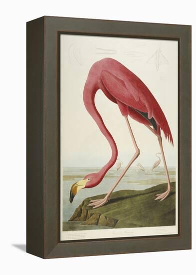 American Flamingo, from 'The Birds of America'-John James Audubon-Framed Premier Image Canvas