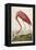 American Flamingo, from 'The Birds of America'-John James Audubon-Framed Premier Image Canvas