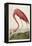 American Flamingo, from 'The Birds of America'-John James Audubon-Framed Premier Image Canvas