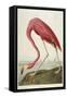 American Flamingo, from 'The Birds of America'-John James Audubon-Framed Premier Image Canvas