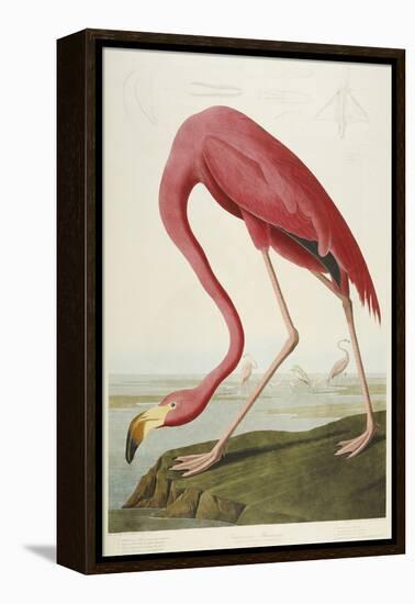 American Flamingo, from 'The Birds of America'-John James Audubon-Framed Premier Image Canvas