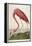 American Flamingo, from 'The Birds of America'-John James Audubon-Framed Premier Image Canvas