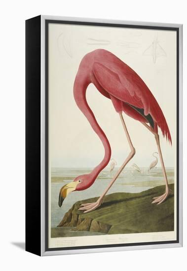 American Flamingo, from 'The Birds of America'-John James Audubon-Framed Premier Image Canvas