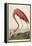 American Flamingo, from 'The Birds of America'-John James Audubon-Framed Premier Image Canvas