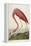 American Flamingo, from 'The Birds of America'-John James Audubon-Framed Premier Image Canvas