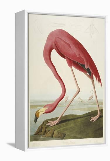 American Flamingo, from 'The Birds of America'-John James Audubon-Framed Premier Image Canvas