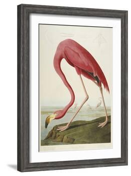 American Flamingo, from 'The Birds of America'-John James Audubon-Framed Giclee Print