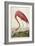 American Flamingo, from 'The Birds of America'-John James Audubon-Framed Giclee Print