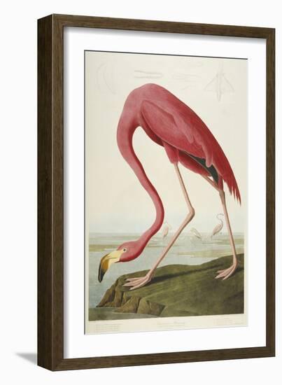 American Flamingo, from 'The Birds of America'-John James Audubon-Framed Giclee Print