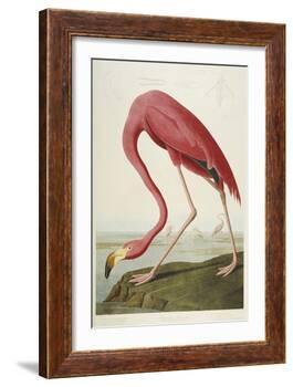American Flamingo, from 'The Birds of America'-John James Audubon-Framed Giclee Print