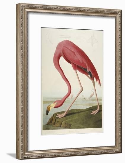 American Flamingo, from 'The Birds of America'-John James Audubon-Framed Giclee Print