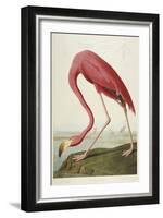 American Flamingo, from 'The Birds of America'-John James Audubon-Framed Giclee Print