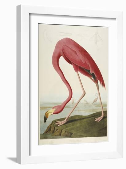 American Flamingo, from 'The Birds of America'-John James Audubon-Framed Giclee Print