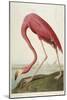 American Flamingo, from 'The Birds of America'-John James Audubon-Mounted Giclee Print