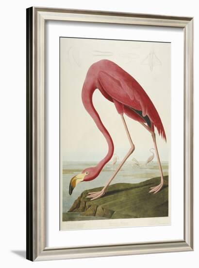 American Flamingo, from 'The Birds of America'-John James Audubon-Framed Giclee Print