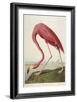American Flamingo, from 'The Birds of America'-John James Audubon-Framed Giclee Print