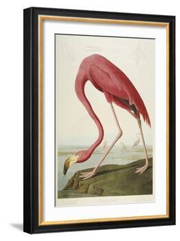 American Flamingo, from 'The Birds of America'-John James Audubon-Framed Giclee Print