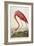 American Flamingo, from 'The Birds of America'-John James Audubon-Framed Premium Giclee Print