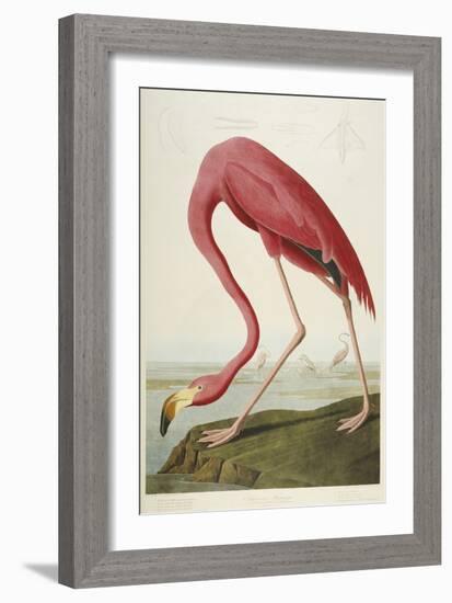 American Flamingo, from 'The Birds of America'-John James Audubon-Framed Premium Giclee Print