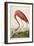 American Flamingo, from 'The Birds of America'-John James Audubon-Framed Premium Giclee Print