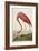 American Flamingo, from 'The Birds of America'-John James Audubon-Framed Premium Giclee Print