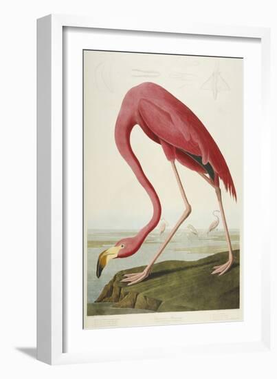 American Flamingo, from 'The Birds of America'-John James Audubon-Framed Premium Giclee Print