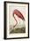 American Flamingo, from 'The Birds of America'-John James Audubon-Framed Premium Giclee Print