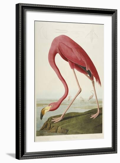 American Flamingo, from 'The Birds of America'-John James Audubon-Framed Giclee Print