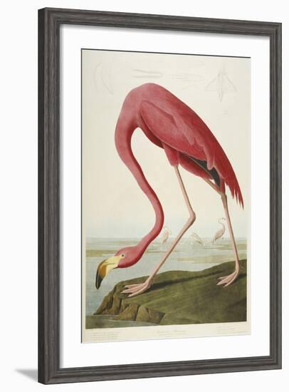 American Flamingo, from 'The Birds of America'-John James Audubon-Framed Giclee Print