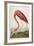 American Flamingo, from 'The Birds of America'-John James Audubon-Framed Giclee Print