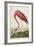 American Flamingo, from 'The Birds of America'-John James Audubon-Framed Giclee Print